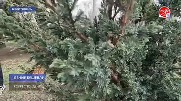 Десятки саженцев хвойных деревьев украсили улицу 50-летия Победы в Мелитополе