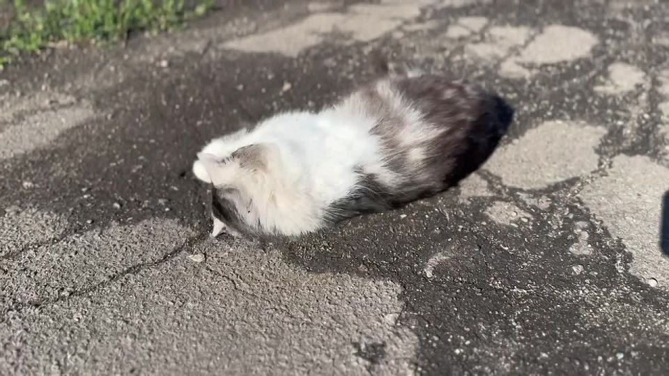 Доброе утро! Встречаем новый день вместе с нашими братьями меньшими из с. Новобогдановки