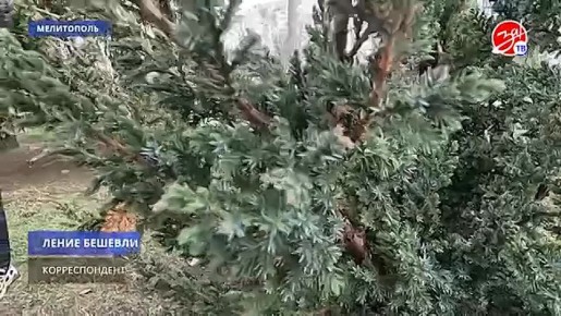 Десятки саженцев хвойных деревьев украсили улицу 50-летия Победы в Мелитополе