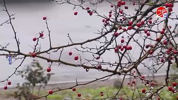 «Ёлка желаний» стартует в Запорожской области