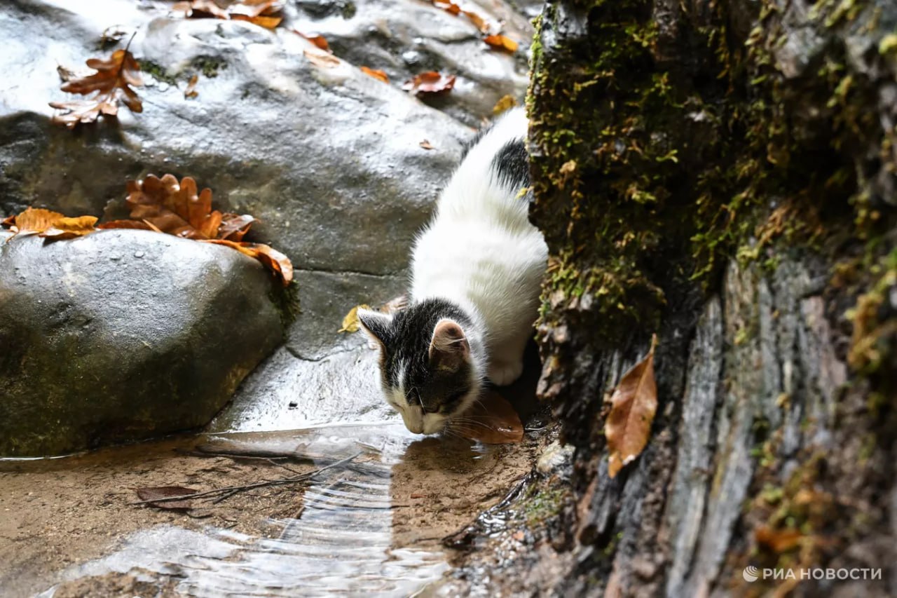 Погода на новых территориях России