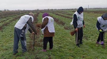 Более 10 тыс. сеянцев высадили в Запорожской области