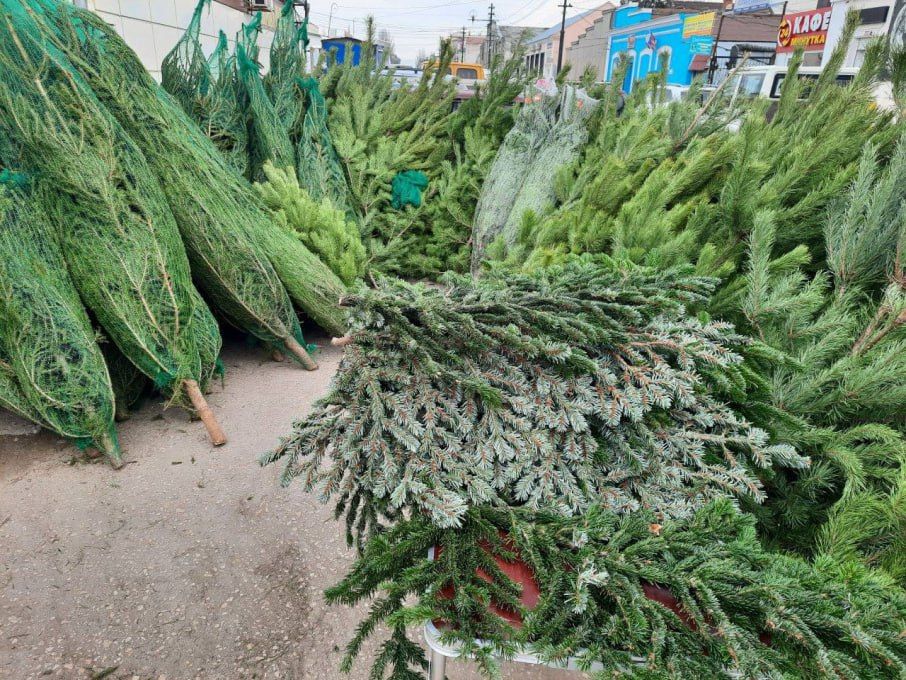 С 15 декабря в Мелитополе откроются официальные елочные базары