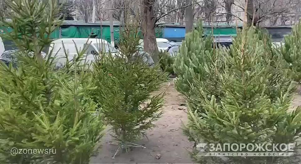 Приготовьтесь к празднику: в Мелитополе началась продажа пушистых новогодних елей и сосен!