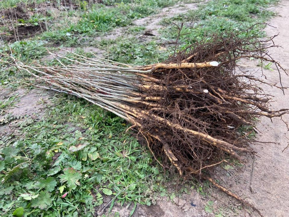 Итоги реализации национального проекта «Экологическое благополучие» в Запорожской области