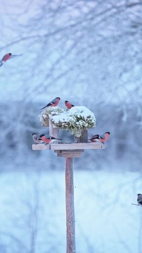 Доброе утро!. Сегодня — в народе 4 января называют «Щедрым днём» — временем гаданий, добрых пожеланий и угощений