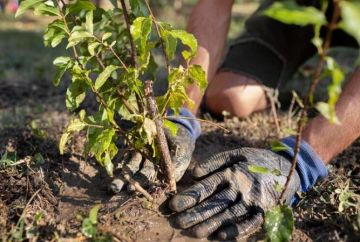 ��������������� ������ �������� ����� 1 �������� �������� �� ���