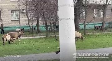 � ���������� ����� ������� ��������� �������: ����� ���, ��������� �� ������� ����� � �����������