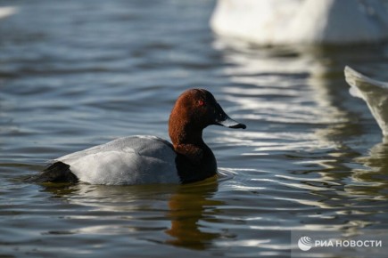 ������ �� ����� ����������� ������