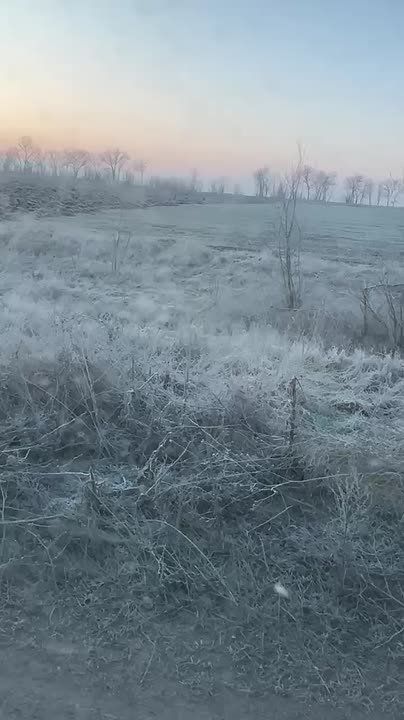 Волков заметили вблизи Мелитополя