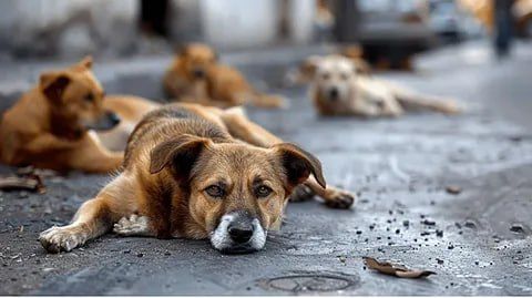 � ����������� ������� ����� ������ ���-��� ��� ����� ���������� � ������ ��������� �������� ��� ����������