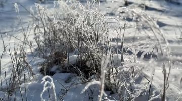 Доброе утро!. Сегодня — пятница, 23 января, и день встречает нас мягким зимним утром