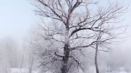 Доброе утро!. Пока большая часть Сибири стонет от 40°C, новосибирцы находят в морозах особую прелесть: прогулки по замерзшей реке, хрустящий воздух и активный отдых доказывают — даже в лютый холод можно радоваться жизни!...