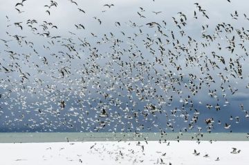 Погода на новых территориях России