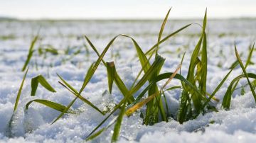 Мониторинг состояния посевов озимых культур в Мелитопольском районе