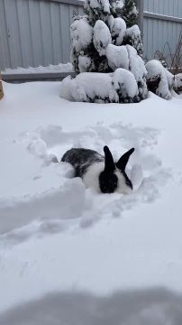 ������ ����!. ������� � �����������, 8 �������