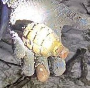 ������� ������� � ����������� ������: ����������� ������ �������