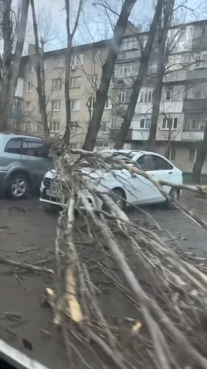 В Мелитополе сегодня попадали тополя