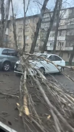 В Мелитополе сегодня попадали тополя