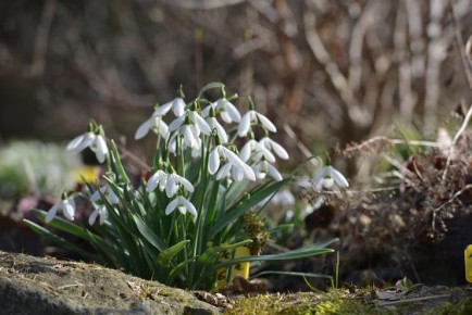 Доброе утро!. Среда, 25 февраля — и природа уже дарит нам первые вестники весны! На фото — нежные подснежники, которые пробиваются сквозь ещё холодную землю