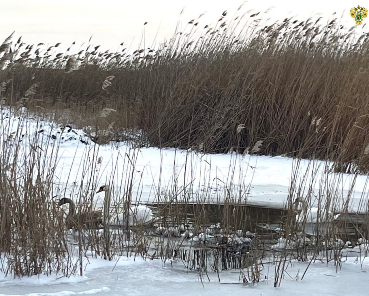 Мелитопольская межрайонная природоохранная прокуратура по обращению жителей Бердянского района провела проверку по факту возможного нахождения в опасности птиц, занесенных в Красную книгу Российской Федерации