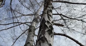 Доброе утро!. 4 марта, четверг В сегодняшнем видео — изящная берёзка, символизирующая пробуждение природы, нежность и надежду