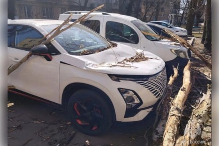 В Мелитополе и Акимовке деревья из-за ветра упали на машины и проезжую часть