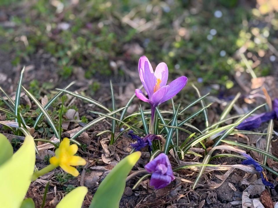 Доброе утро!. 25марта, среда Как нежно просыпается природа: яркие жёлтые нарциссы тянутся к свету, а хрупкие фиолетовые крокусы словно ловят первые лучи солнца