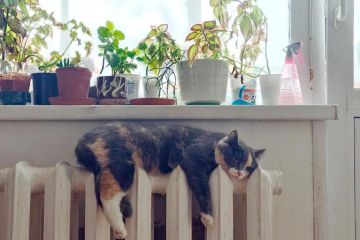 � ���������� ������� �������������� ��������� ��� ���������� � ������ ����������