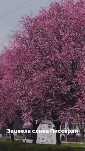 Если планируете поездку на выходные - сейчас отличный повод заглянуть в Краснодар