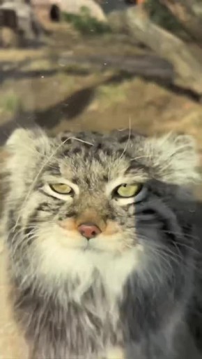 31 марта, вторник. Доброе утро! Манул Тимофей приступил к «разжировке» — процессу постепенного сброса веса, накопленного за зиму