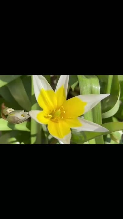 Доброе весеннее утро!. Пусть пробуждающаяся природа подарит вам заряд вдохновения, а ласковое весеннее солнце согреет своим теплом