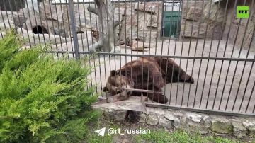 Владелец зоопарка в Васильевке Александр Пылышенко рассказал военкору RT Филиппу Прокудину, как сегодня удаётся сохранять работу зоопарка в непростых условиях