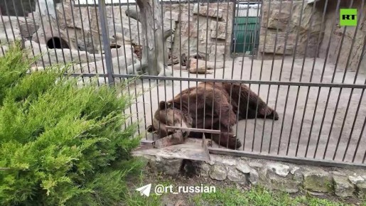 Владелец зоопарка в Васильевке Александр Пылышенко рассказал военкору RT Филиппу Прокудину, как сегодня удаётся сохранять работу зоопарка в непростых условиях