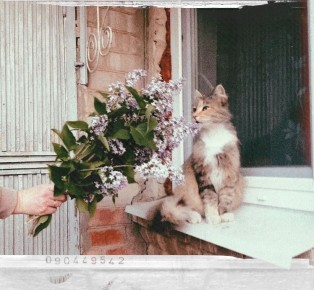 ��� �������� � ������ �� ����, ���� ��������