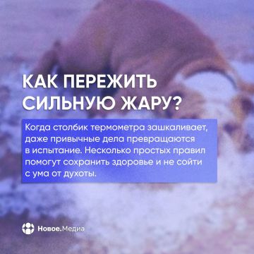 Спасаемся от пекла. Когда солнце превращает улицу в сауну, а кондиционер не справляется, мало просто пить воду