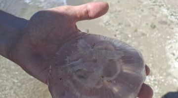 Ученые заявили, что скопления медуз в Азовском море не влияют на экосистему