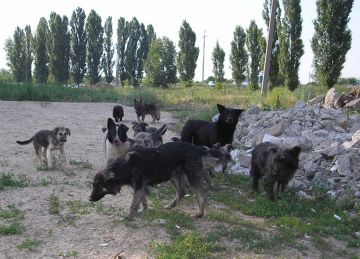 В Запорожской области запустили чат-бот для жалоб на стаи бродячих собак